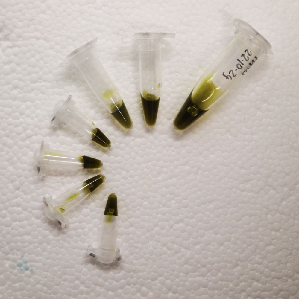 A few small tubes with dark green liquid, arranged in a half-circle
