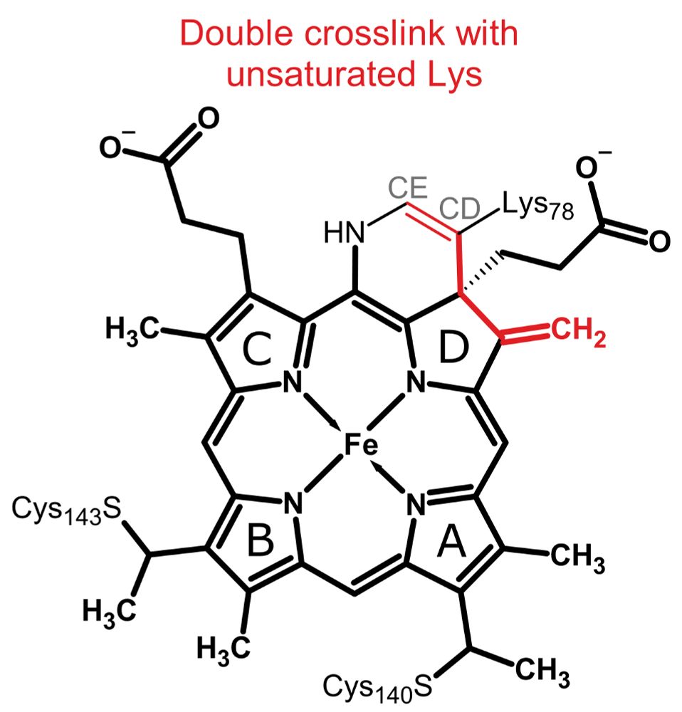 Line-angle formula of a heme c with a double crosslink to a lysine residue. The modification compared to a single N-C crosslink are highlighted in red: a double bond is added between the carbons CD and CE of the lysine. The double bond of pyrrole ring D has shifted away from the new C-C crosslink to become exocyclic.