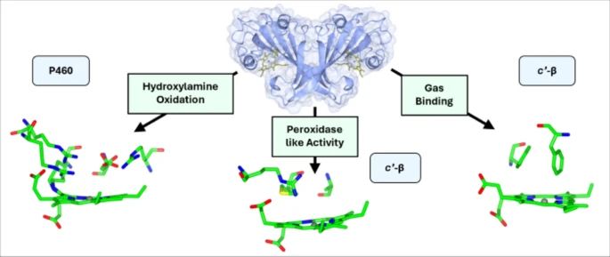 A pretty protein structure made mostly of beta-sheets. There are two hemes, one per monomer. In P460, the heme is linked to a lysine residue and can do hydroxylamine oxidation. In one c prime beta, the heme has peroxidase-like activity. In another,it does gas binding.  