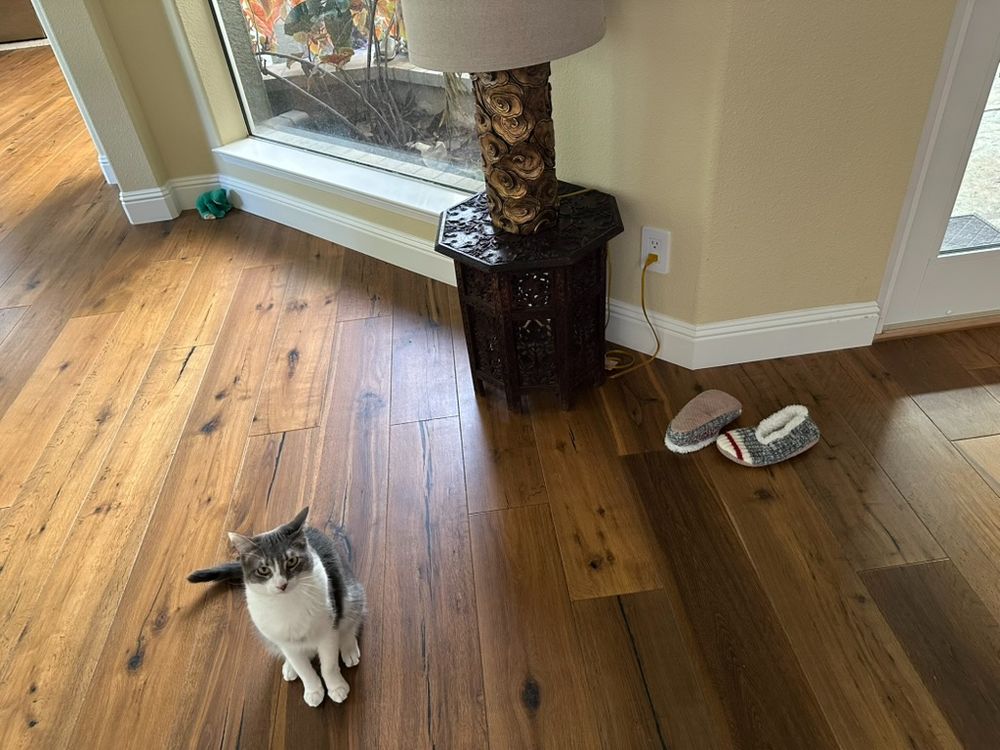 Bouba the cat in the foreground guarding his green froggie toy and his and Kiki's latest acquisition, my soft Canada slippers, which they retrieved somehow from the closet of my study.
