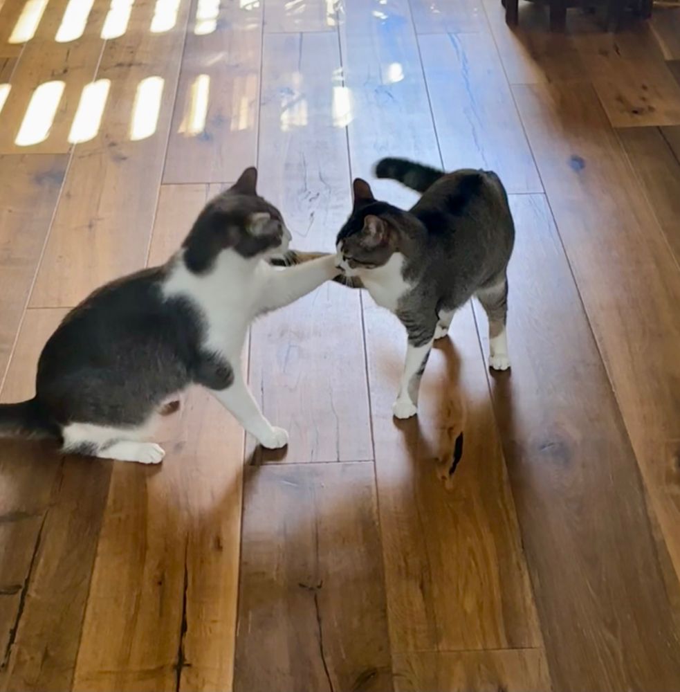 The cats Bouba (on the left) and Kiki (on the right) on a hardwood floor. Bouba has his left paw on Kiki’s right shoulder and Kiki has her right paw on Bouba’s left shoulder. 