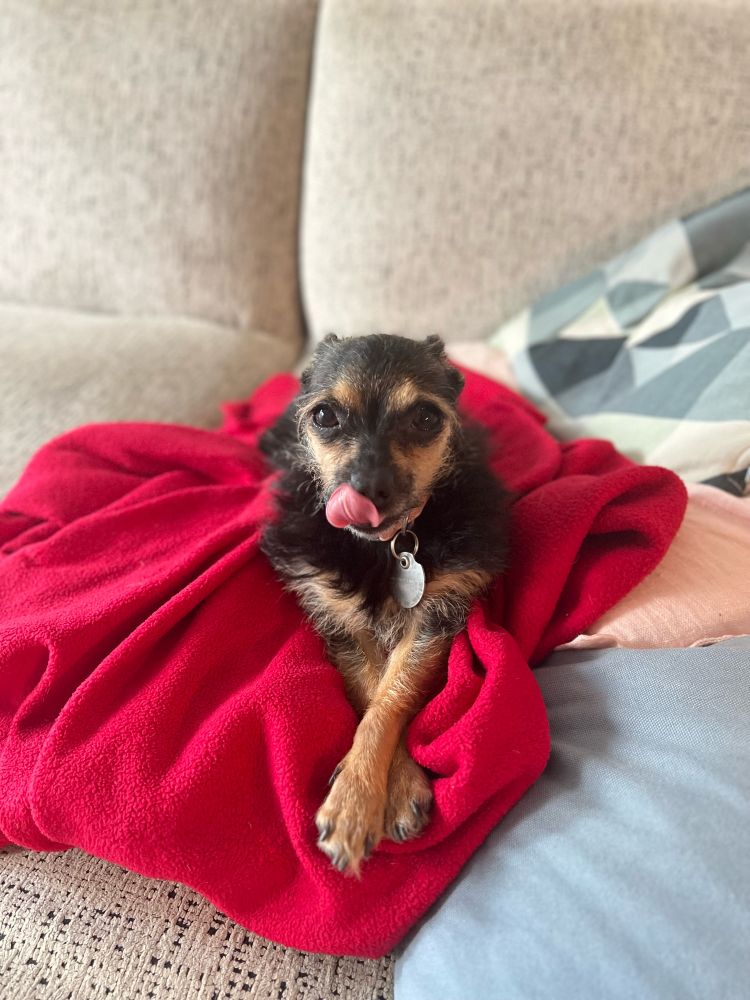🐶 tiny cute brown dog with there arms crossed licking their nose 🐕