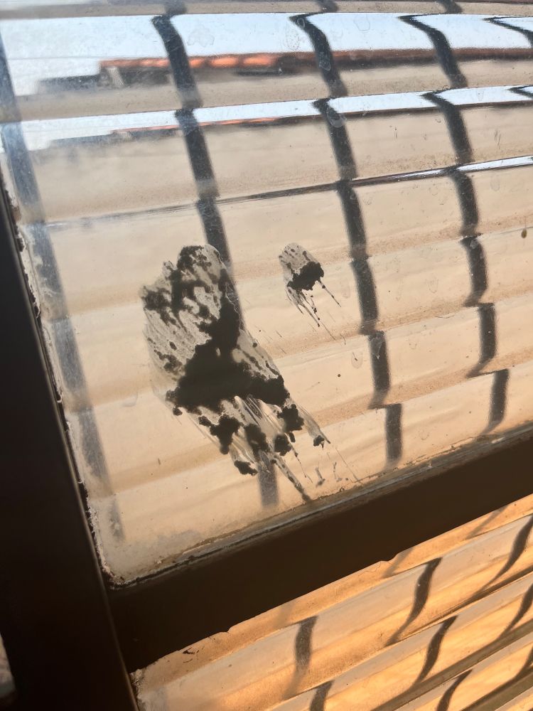 foto de uma janela transparente com cocô de passarinho em forma de útero