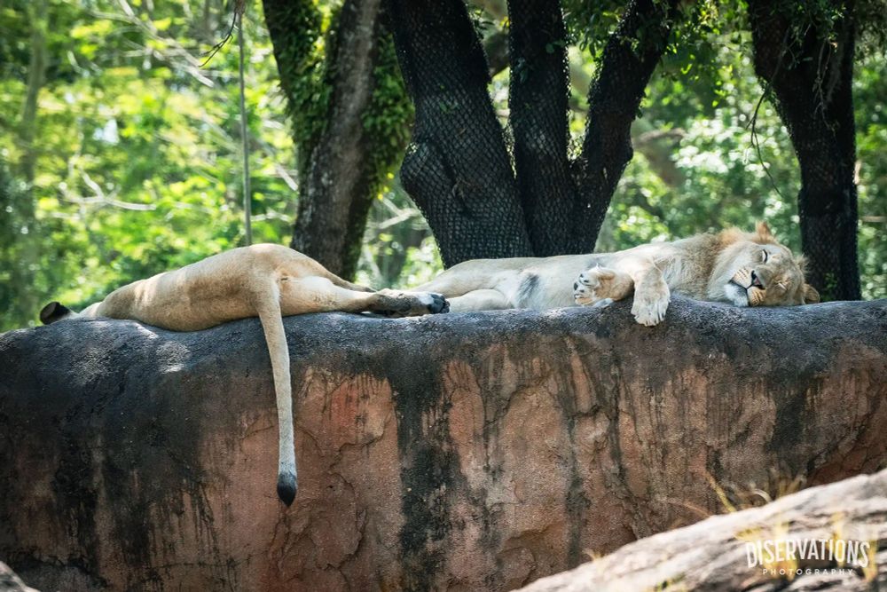 Two lions sleeping on a rock