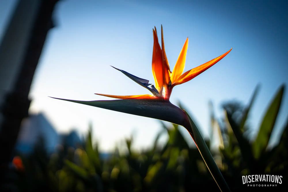 A flower during sunset over the Imagination pavilion