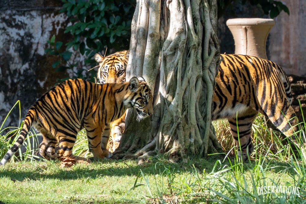 Bakso and Sohni, Sumatran tigers