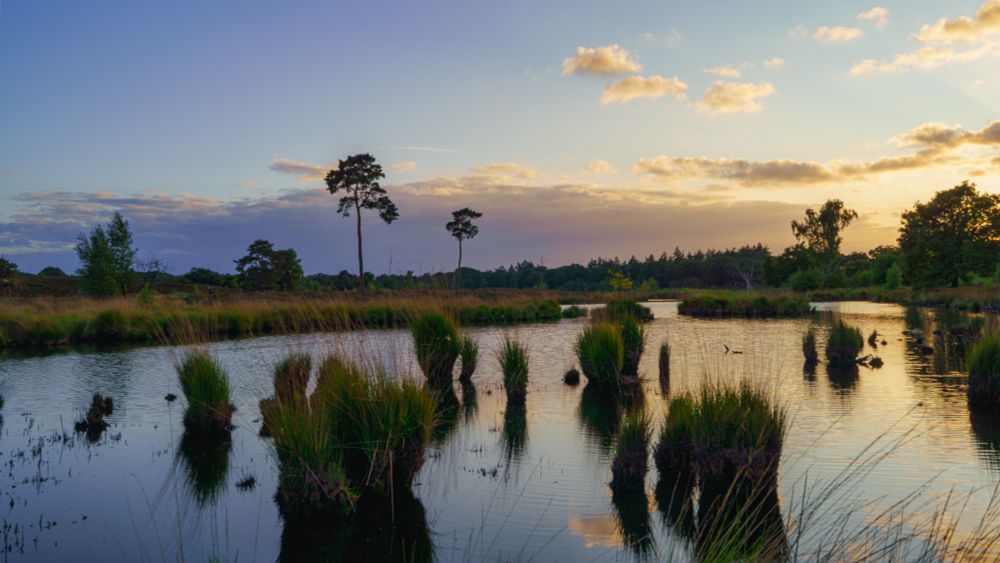 As the sun dipped below the horizon, the Hatertse Vennen transformed into a serene mosaic of water, reed, and sky. Evening light painted the clouds in soft gold, while the still waters mirrored the scattered silhouettes of sedge and solitary pine trees. 