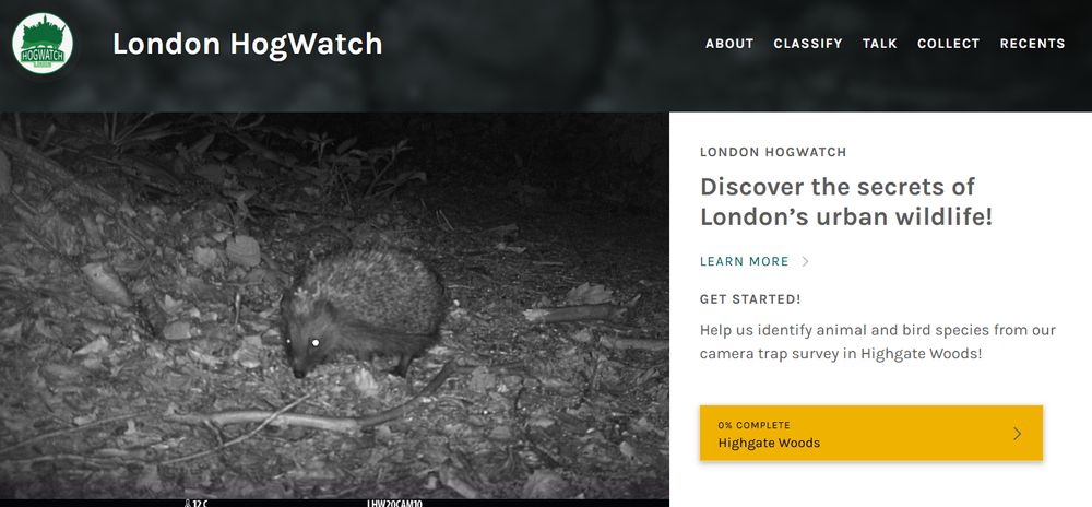 Screenshot of London HogWatch Zooniverse project for Highgate Wood Survey, showing a hedgehog on a camera trap image