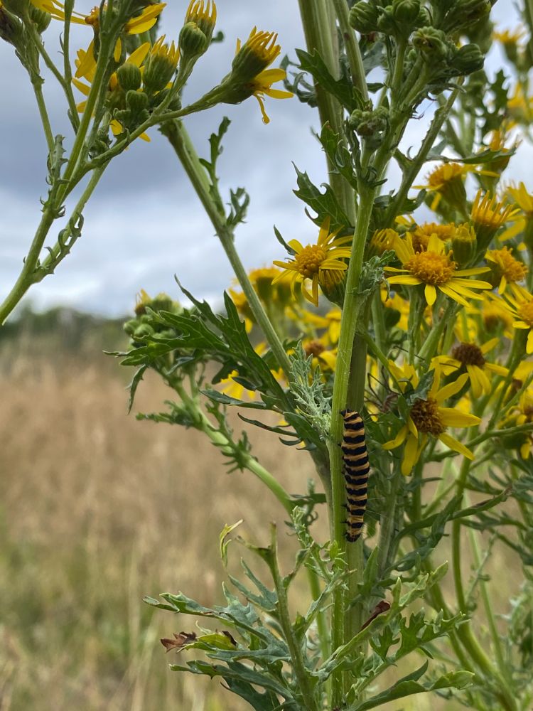 Cinnabar moth caterpillar on a ragwort plant. 