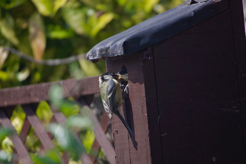 A great tit feeding its chick