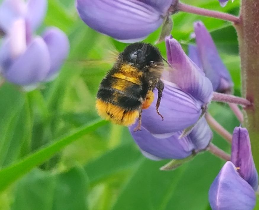 Hummel an Lupine