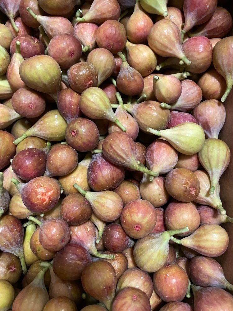 it’s simply too many figs 