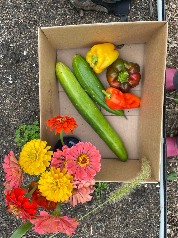 a cardboard box with a vase of zinnias, two cucumbers and three colorful sweet peppers
