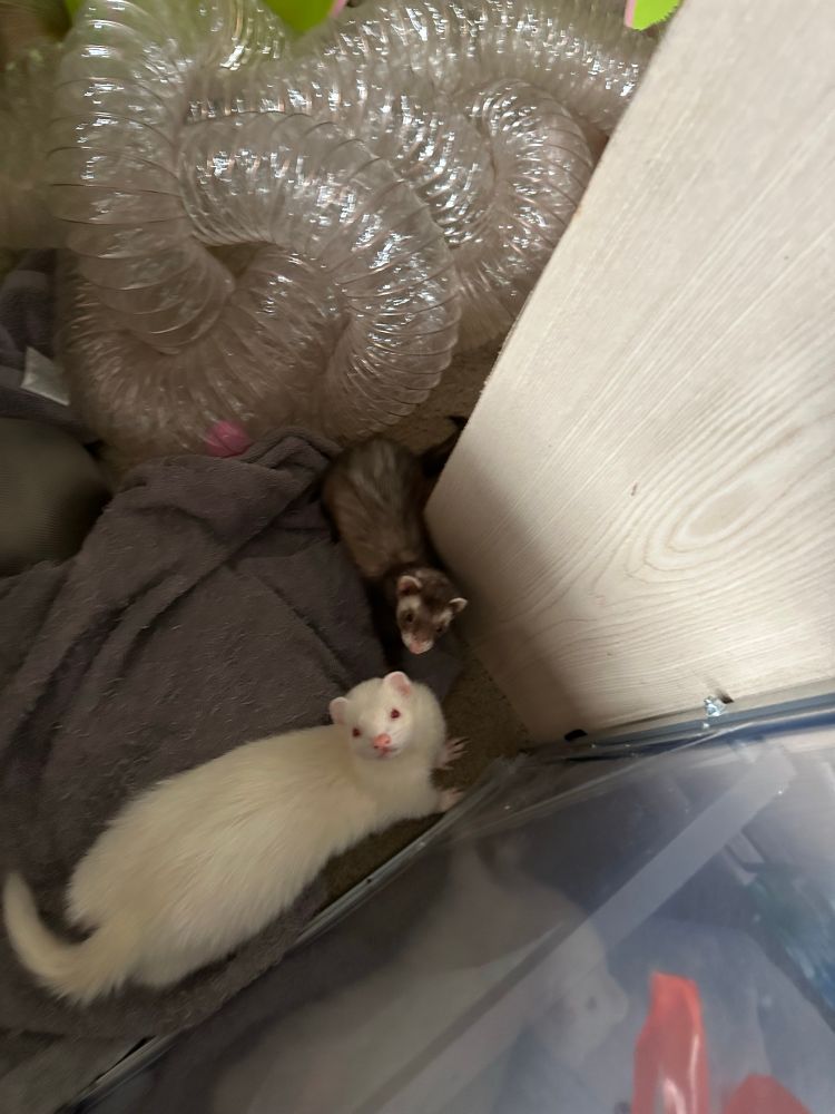 White and brown ferret looking up at camera