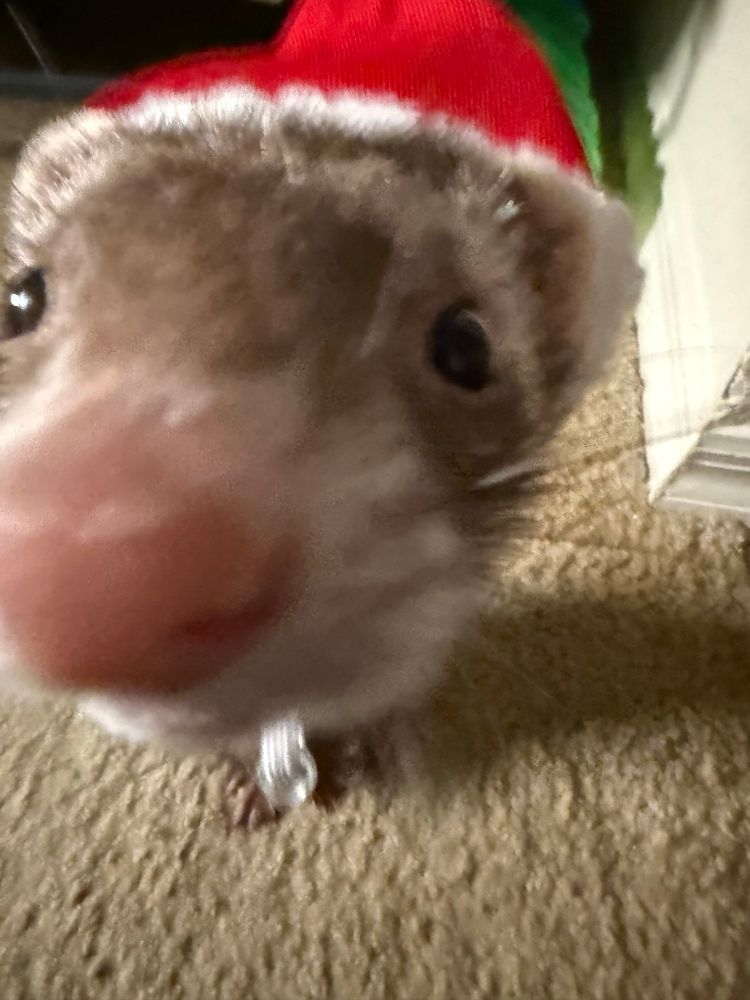 Close up of ferret in Santa hat