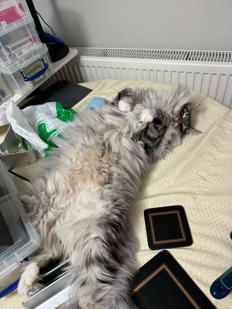 A Norwegian forest cat lying on a dining room table, with a messed up tablecloth caused by the cat. The cat is on his back looking pleased with himself and very relaxed.