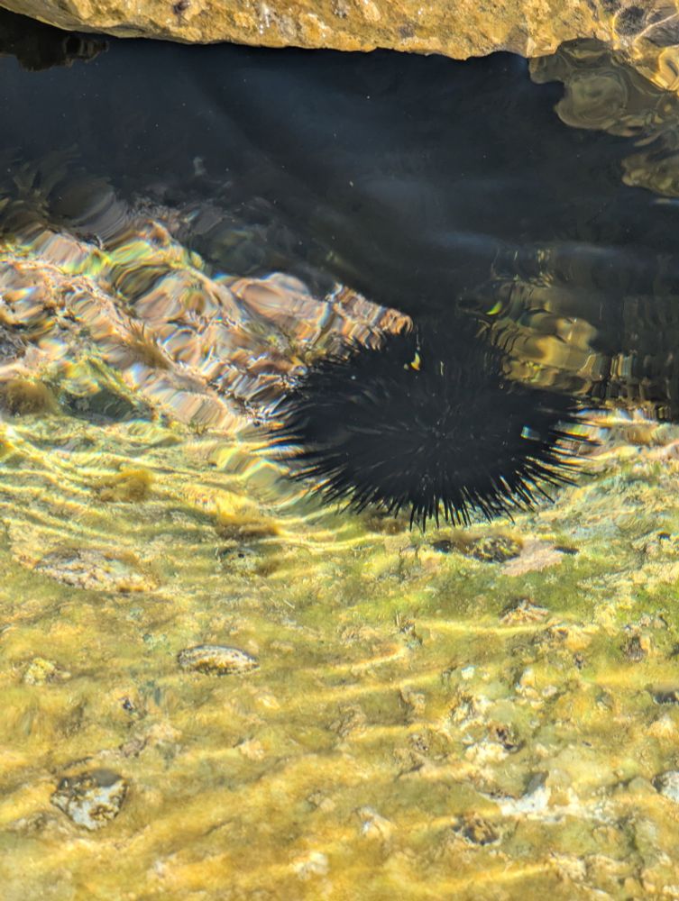 A sea urchin in the sea