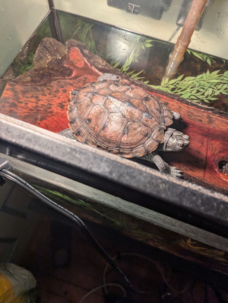 A Mississippi map turtle sits on a piece of wood under a lamp in a fish tank