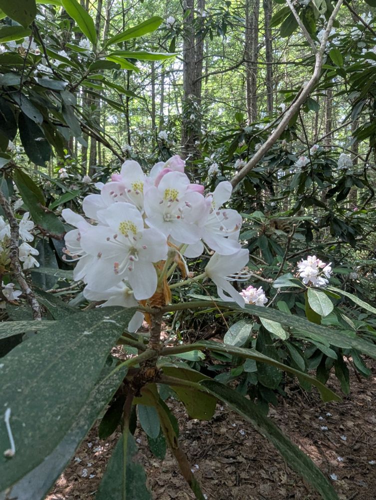A wild rhododendron blossom in a forest. It is a bunch of white flowers with 5 petals each on a tree with large dark green leaves