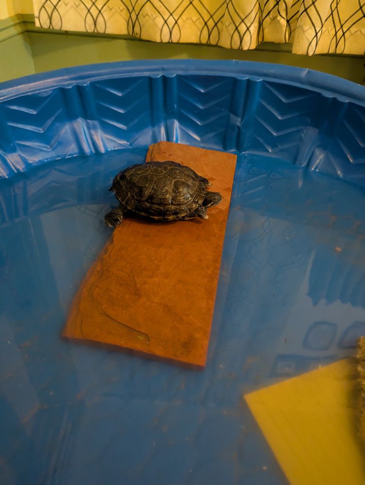 Ignatia the turtle on her red slate out of the water