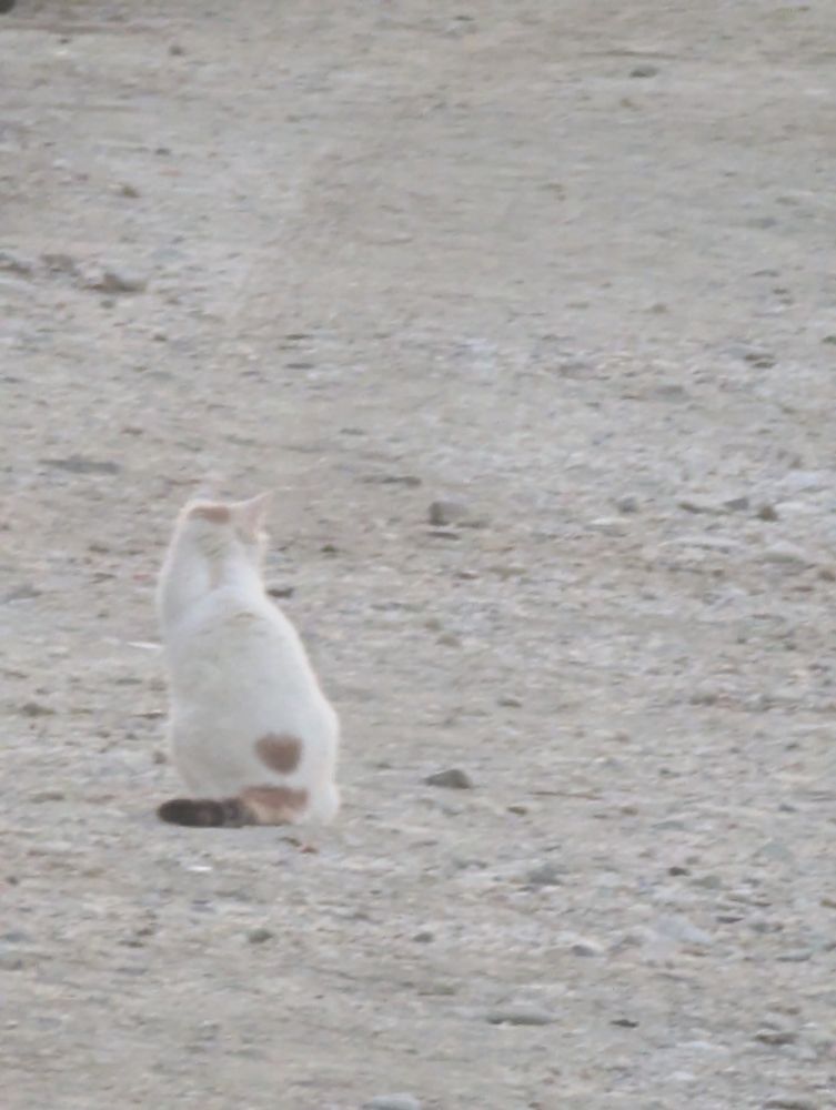 A mostly white kitty looks down the dirt street