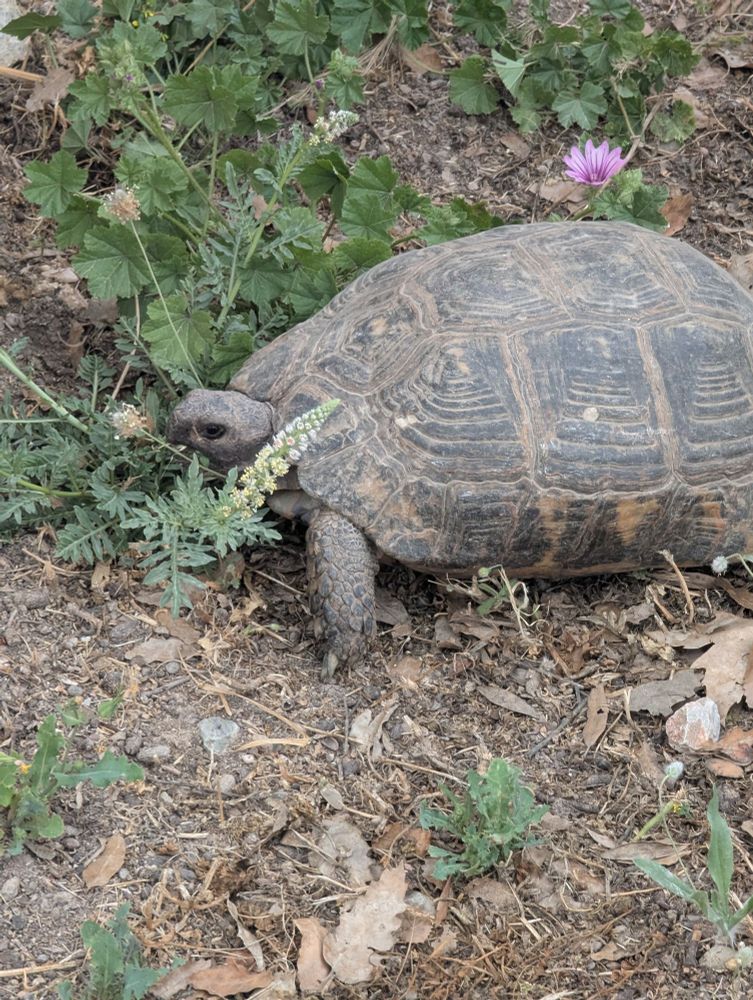 A wild tortoise eats a plant