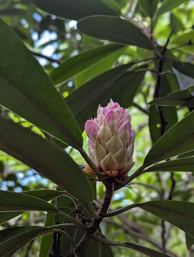 This bloom is not open and looks sort of like a pink pine cone 