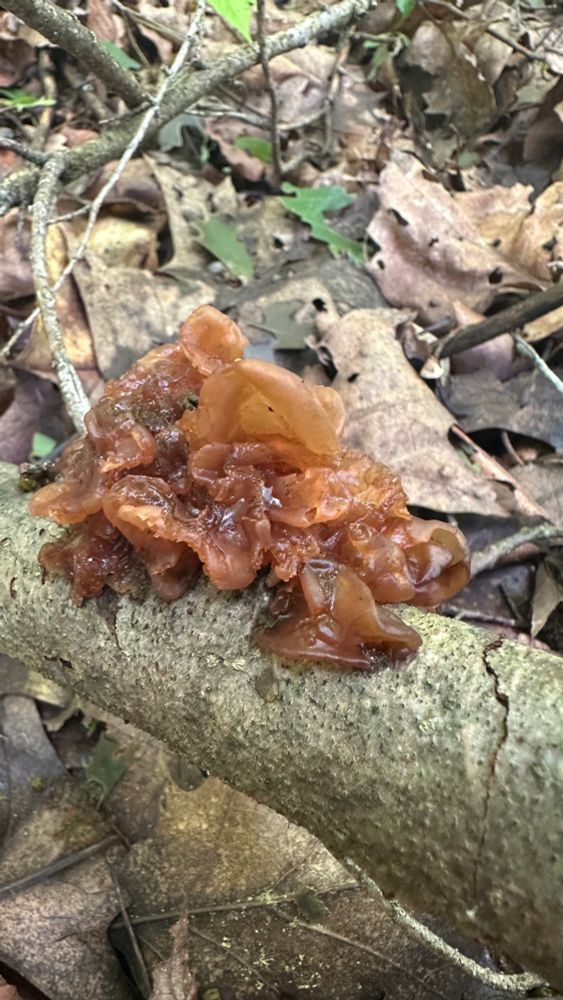 a gelatinous and translucent brown jelly fungus emerging from a pince branch