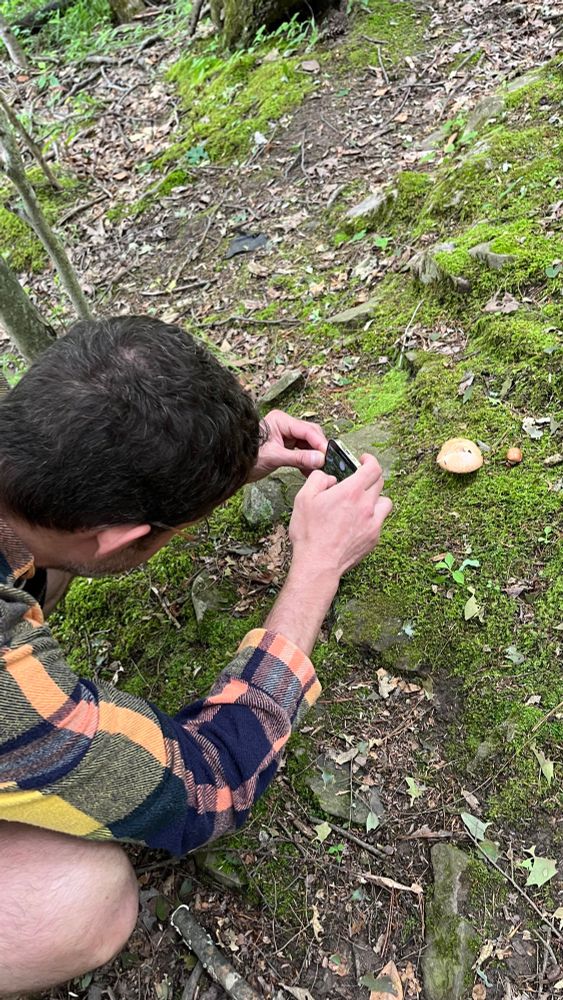 a person crouched on a mossy forest floor and partially out of frame who is photographing two small mushrooms emerging from moss 