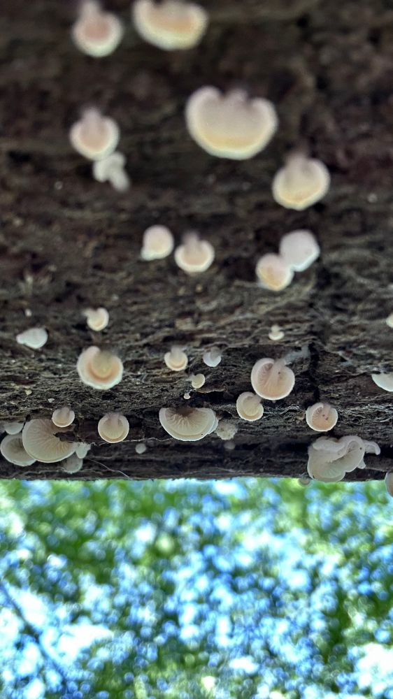 A view looking up at a flush of minuscule, white-gilled mushrooms on a partially decayed log
