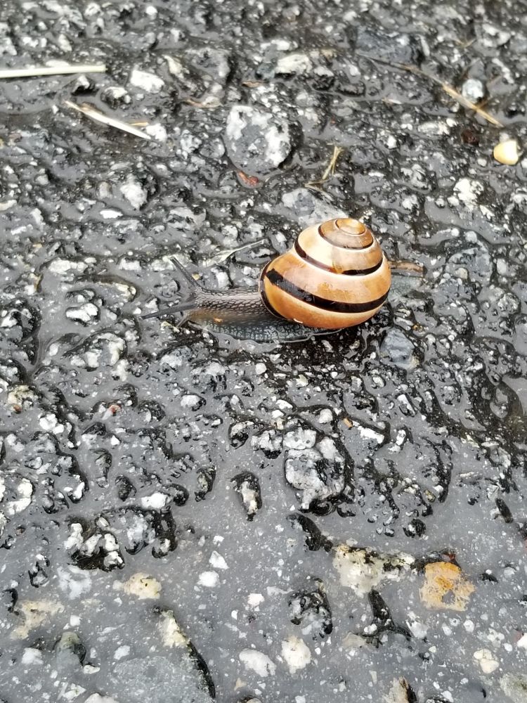 A totally rad snail I found on my walk home yesterday during the rain
