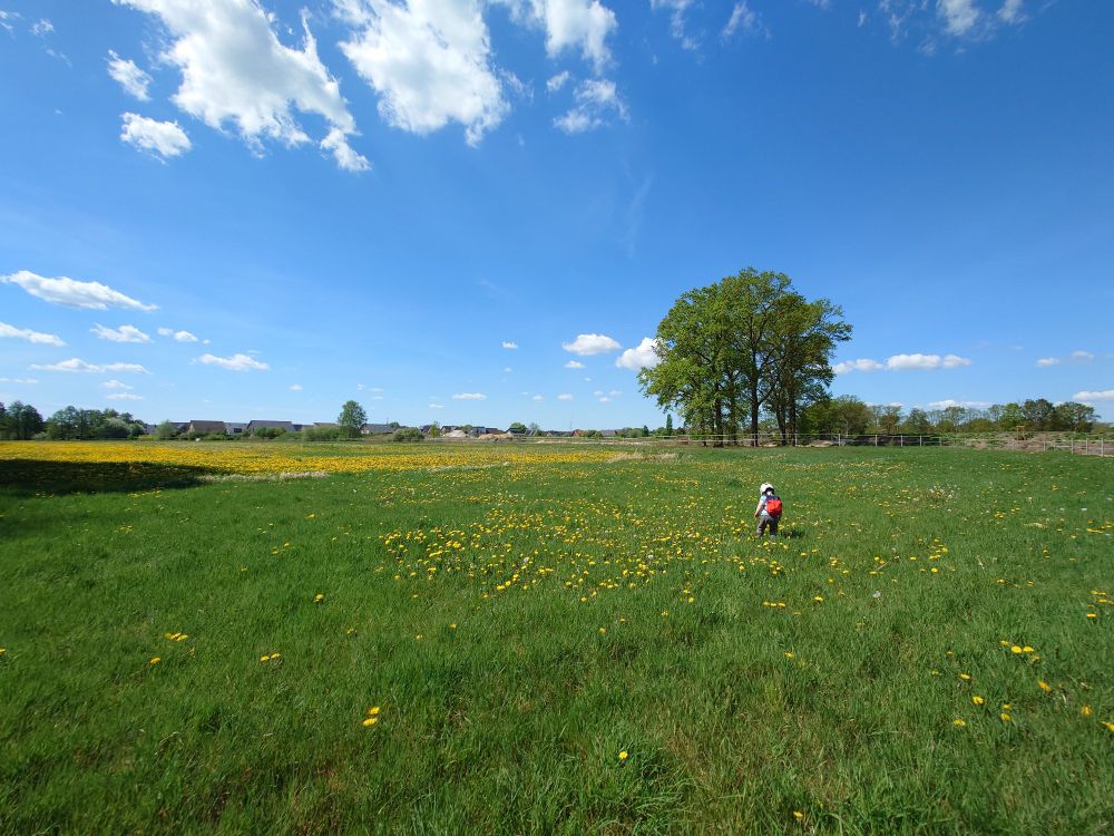 Foto einer Wiese mit viel Löwenzahn und ein paar Bäumen im Hintergrund, horizontal geteilt, oben blauer Himmel und im goldenen Schnitt ein Kleinkind mit rotem Rucksack als Farbtupfer