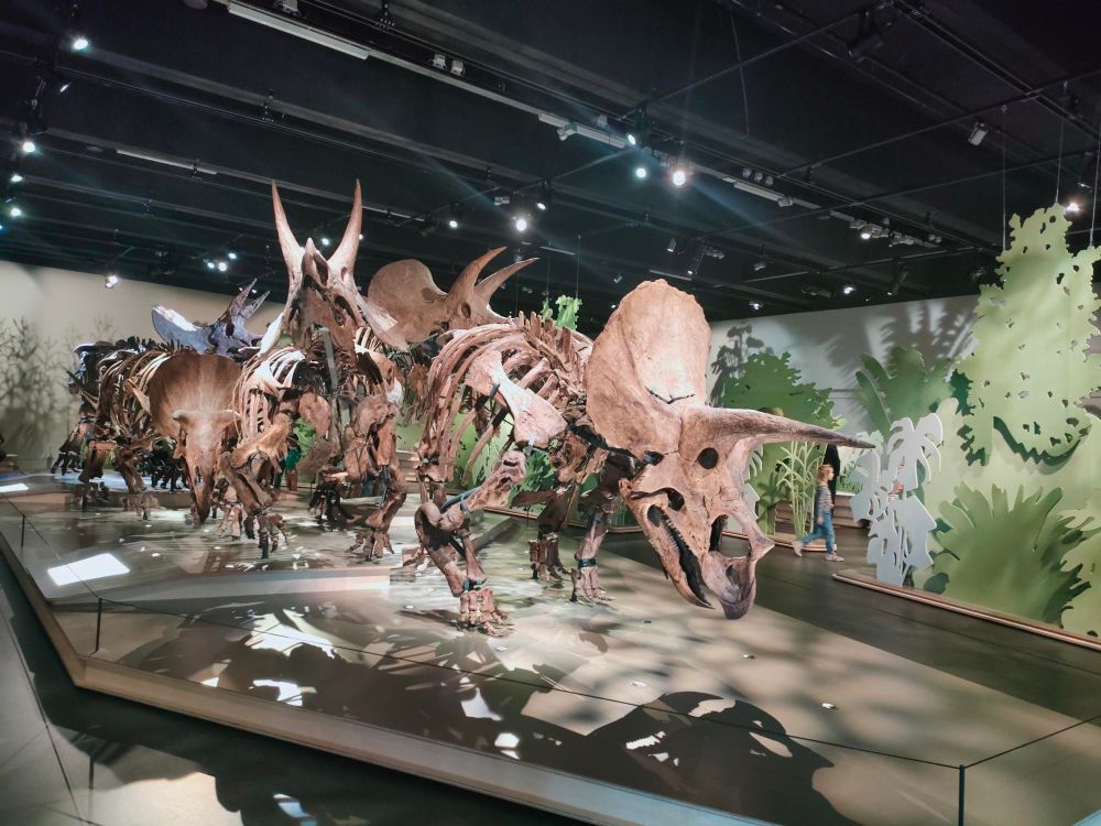 Grote Dino groep van Tria dingesen