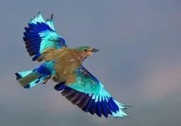 Plaatje van een vliegende vogel: Indische scharrelaar.
Tijdens de vlucht met de vleugels gespreid zie je de kleuren pas echt. Verschillende kleuren blauw van kobalt tot een bijna lichtgevende zeegroen kleur. Zijn lijf is een onopvallende bruin groene tint. 