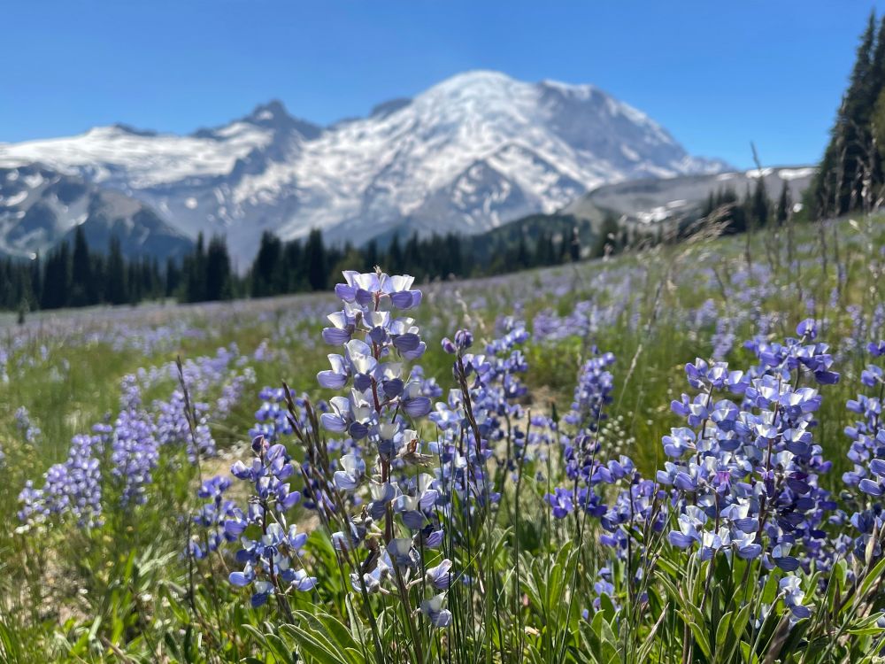Wildflowers in an alpine meadow overlooking Mt Rainier