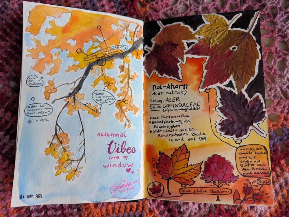 Photo of a sketchbook spread. On the left, there are some branches of an oak tree hanging in front of a blue-ish sky. The right page has glued on pressed red maple leaves with painted in autumn colors and some remarks about the species as well as some ink sketches on the bottom. 