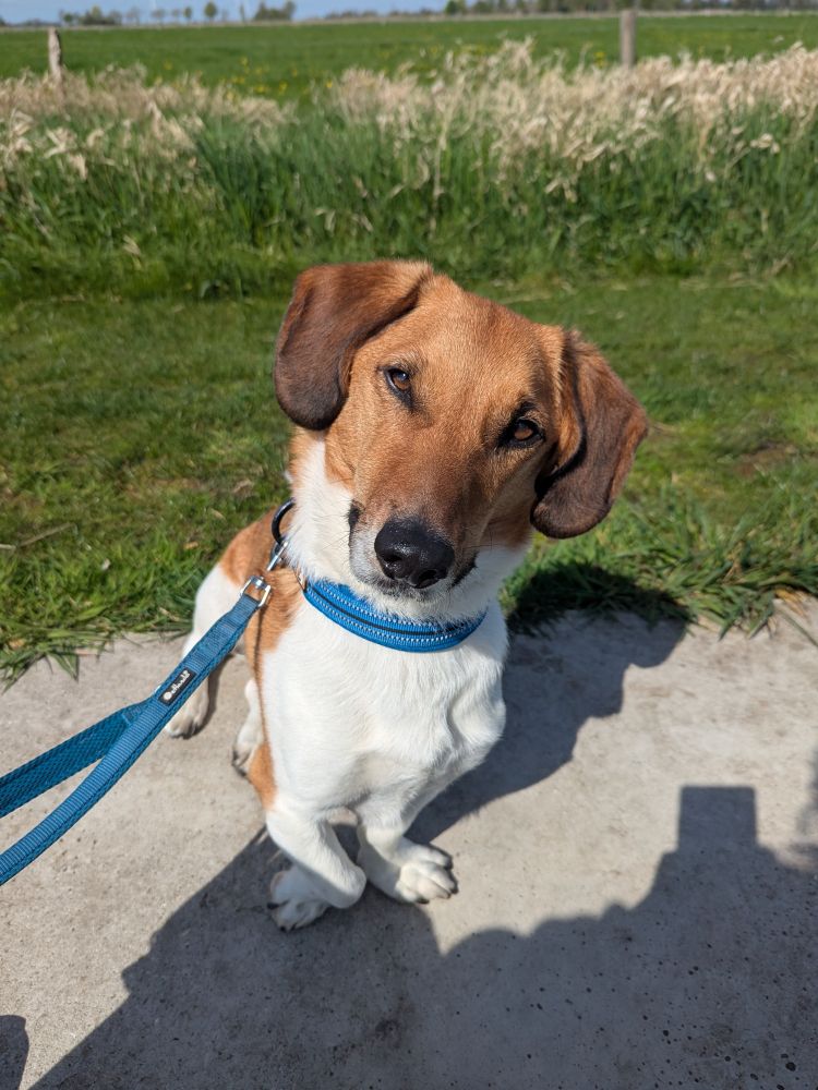 Photo of a brown and white dog tilting his head at the viewer. 