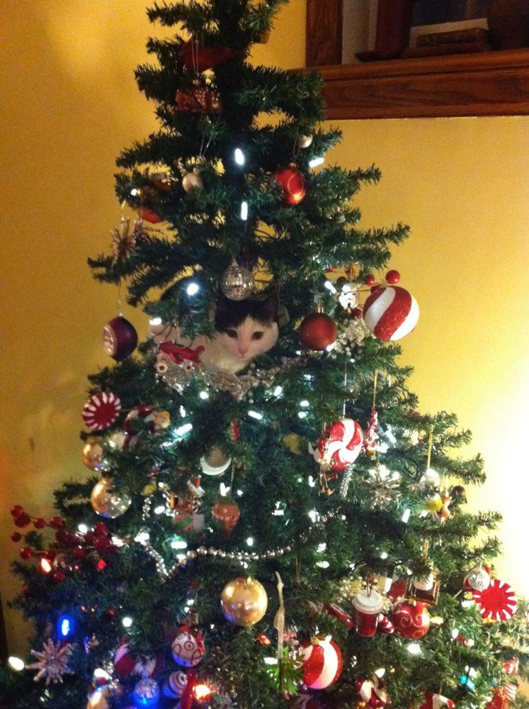 One of our cats, Violet, a cow cat, in the Christmas tree as a kitten. Sometimes her head would pop out as you walked passed.