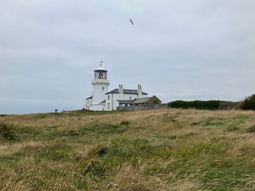 Weißer Leuchtturm, davor hohes Gras