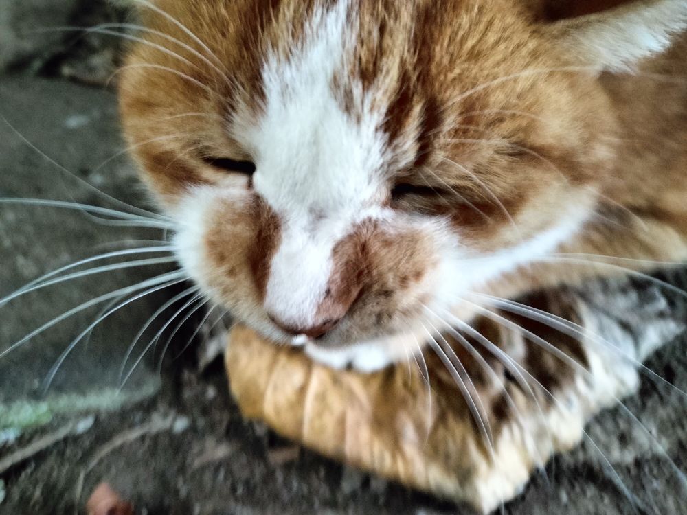 茶白の猫が公園のグレーの石畳にかがみこんで背中をなでられている。うっとりした顔のアップ。
An orange-white tabby cat is crouching on the gray cobblestones of a park,  having its back stroked. Close-up of the dreamy face.