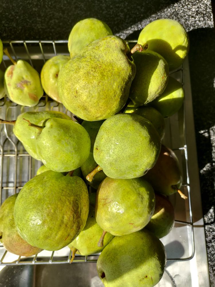 A dozen or so freshly picked russet & green pears drying on a wire rack after a rinse with water.