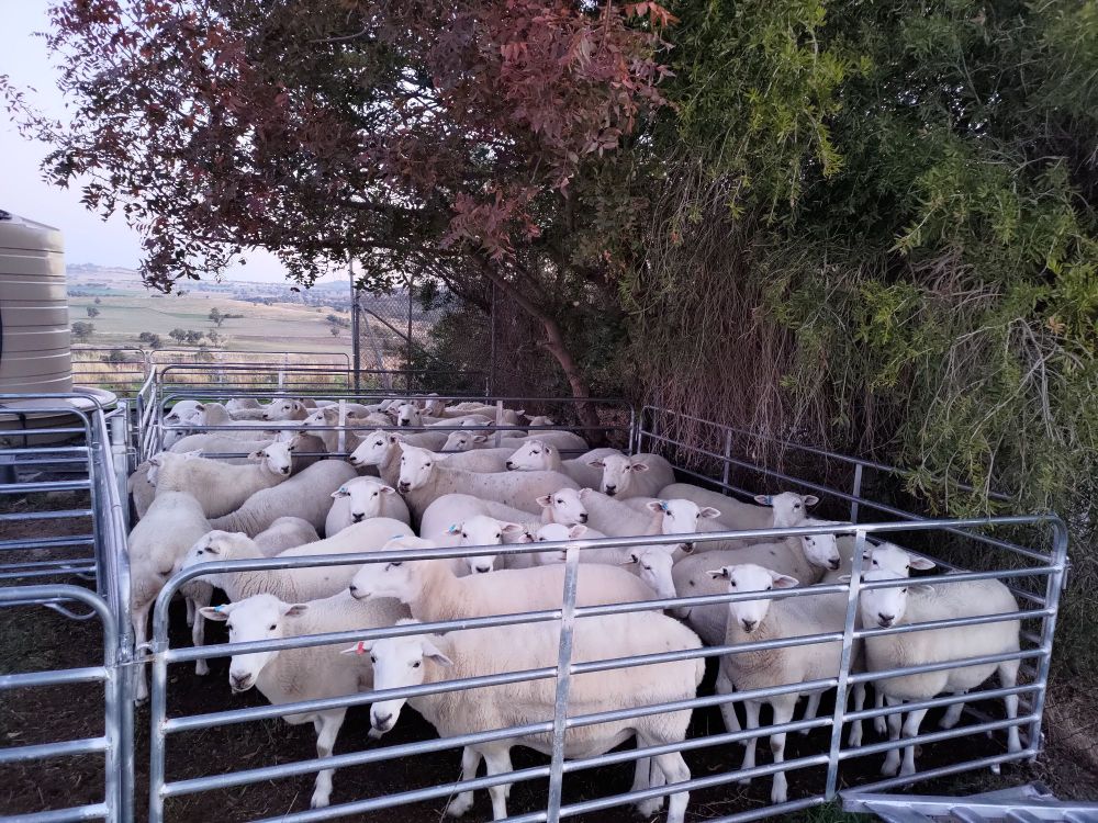 Around 40 ewes standing & looking at you from inside two steel yards under bottlebrushes & autumn colour trees. They'll be ultrasound preg scanned in the morning.