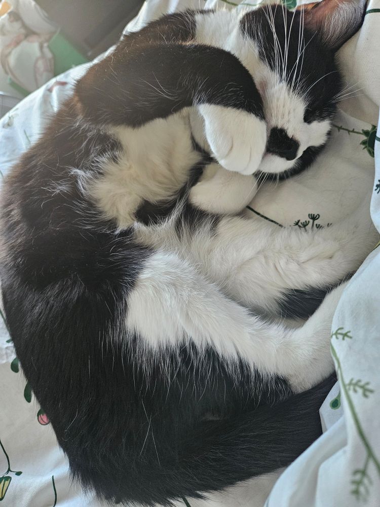 A picture of my tuxedo cat Charlie on my bed curled up like a lil shrimp. He is on his side with his belly exposed and his widdle paws in front of his chest.
