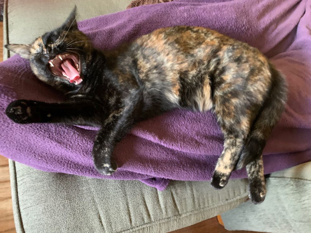 Athena, a tortoiseshell yearling with a half-orange, half-black face is lying on a purple blanket and yawning ferociously so you can see all her pointy teefs and her frighteningly long pink tongue.