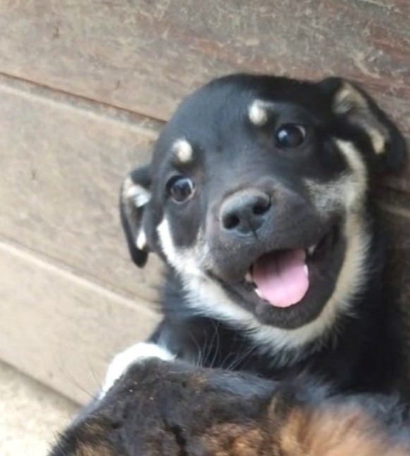 Ein Hundewelpe rechts im Bild, schwarz mit weißem Muster, grinst.