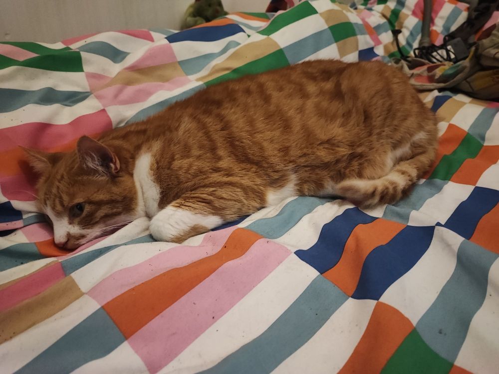Der Rot weißen Kater Sleepy liegt auf unserem bunten Deckbett.