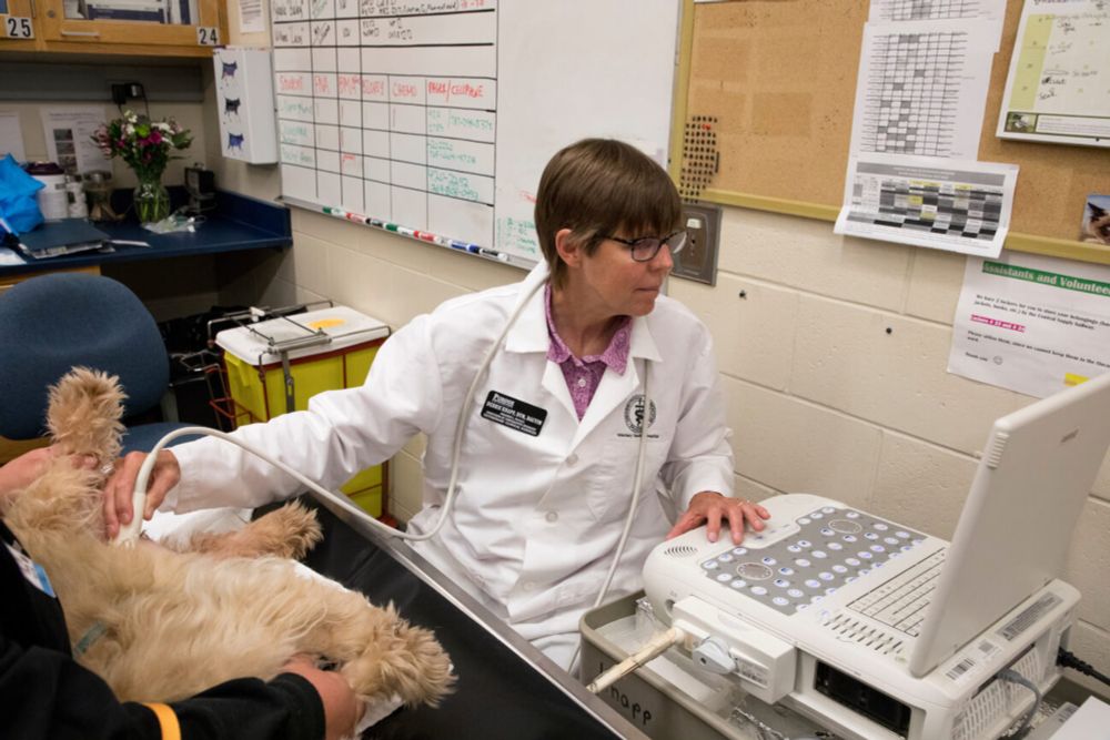 Purdue and Akston Biosciences Sign Partnership Agreement for Dog Cancer Drug Development