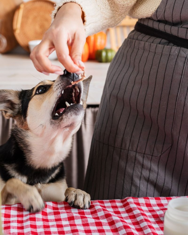 A dog being fed a morsel at the table.