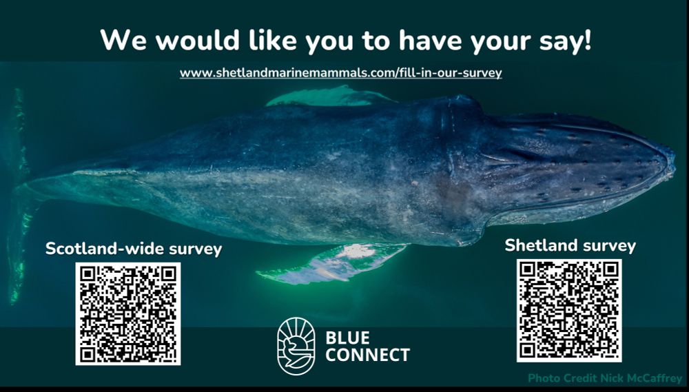 A drone image taken of a humpback whale in coastal waters of Shetland
