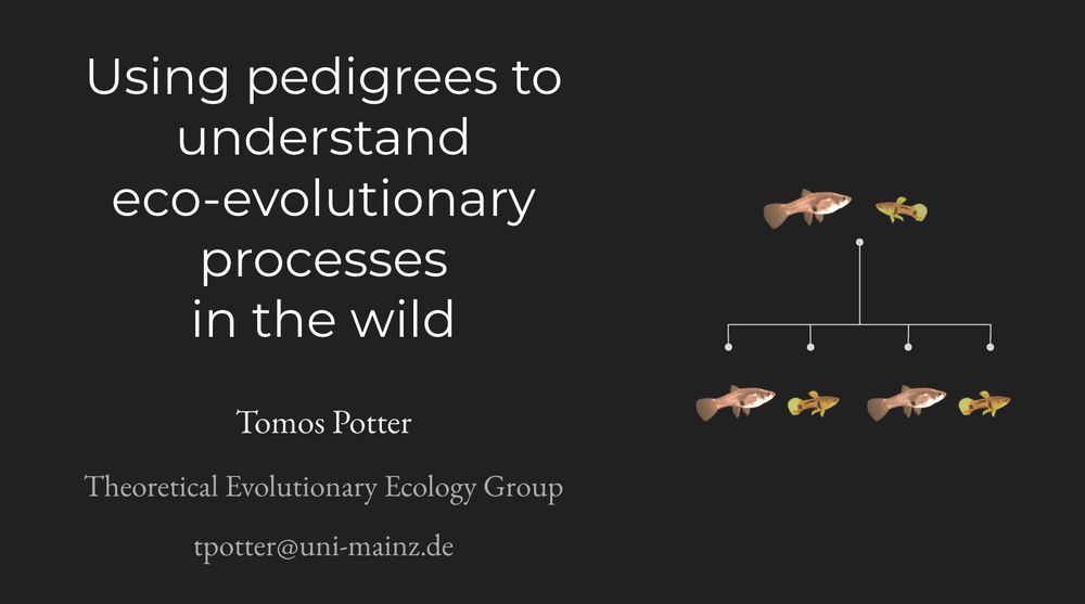 Title slide from my talk today, which reads "Using pedigrees to understand eco-evolutionary processes in the wild", with a cartoon pedigree of two parent guppy fish and their four offspring.